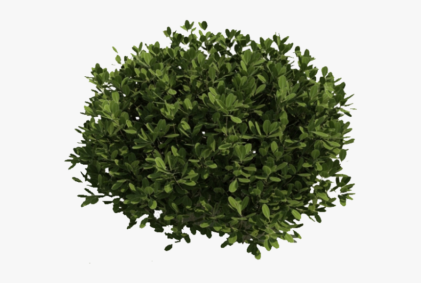 Bush Png Free Image Download - Sebastian Tan Broadway Beng, Transparent Png, Free Download