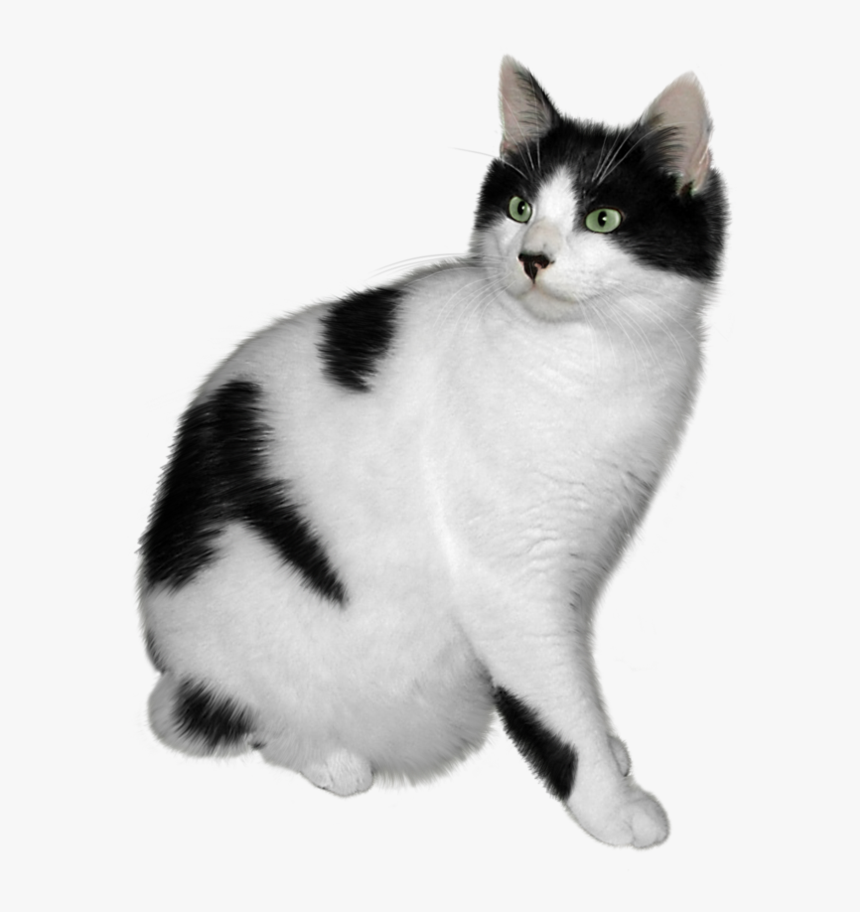Cat Png - Black And White Cat Png, Transparent Png, Free Download