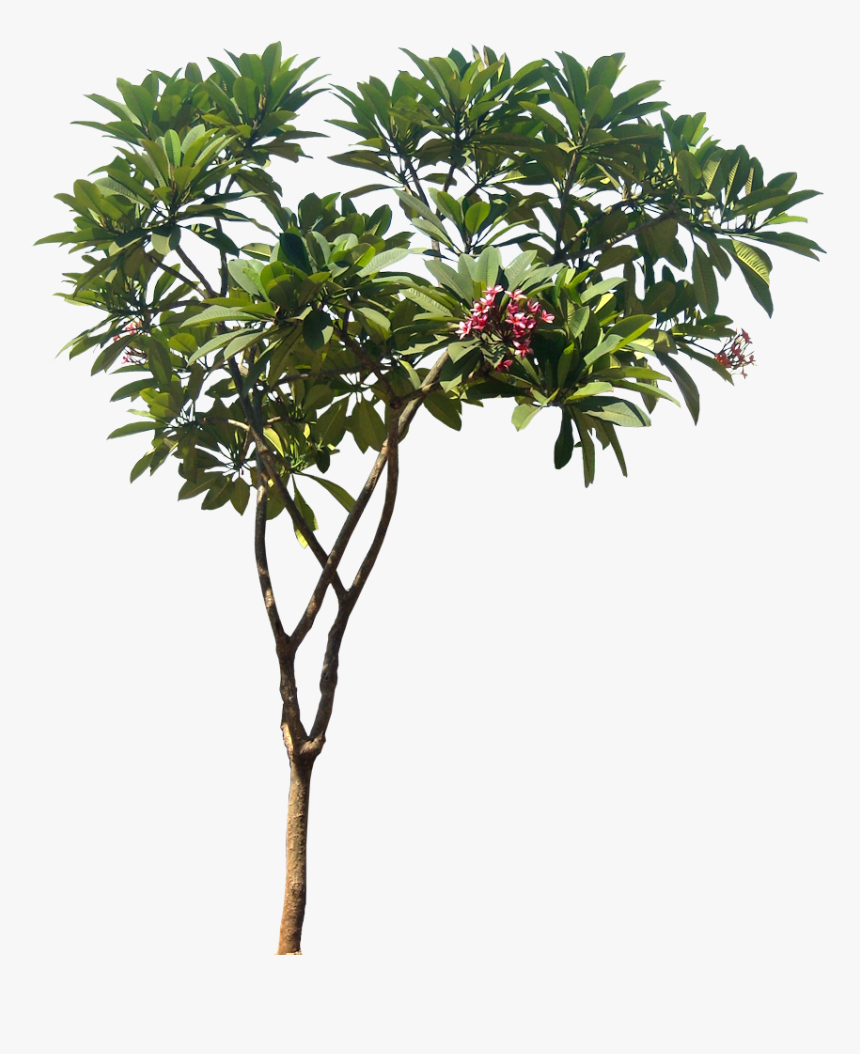 Transparent Tropical Tree Clipart - Plumeria Tree Png, Png Download, Free Download
