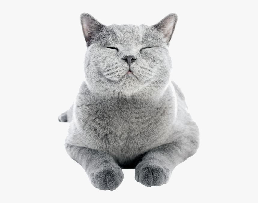Cute-cat - Cat Smiling, HD Png Download, Free Download