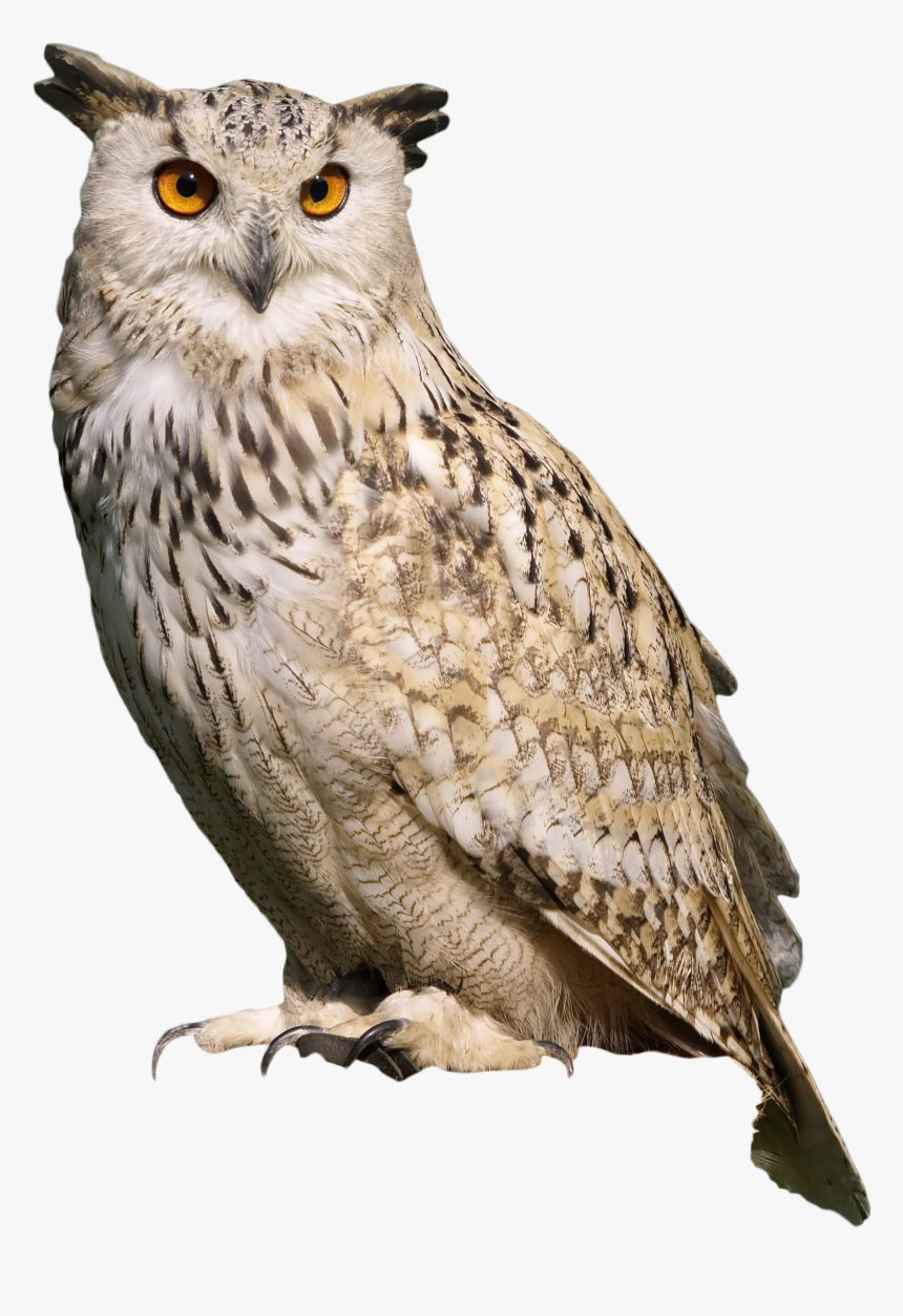 Owl Sitting Png Image - Sitting Eagle Hd Png, Transparent Png, Free Download