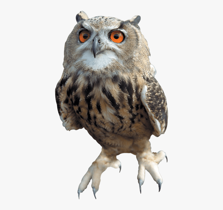 All Harry Potter Owls, HD Png Download, Free Download