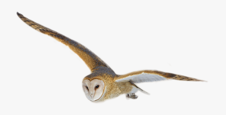 Barn Owl Png Image - Great Grey Owl, Transparent Png, Free Download