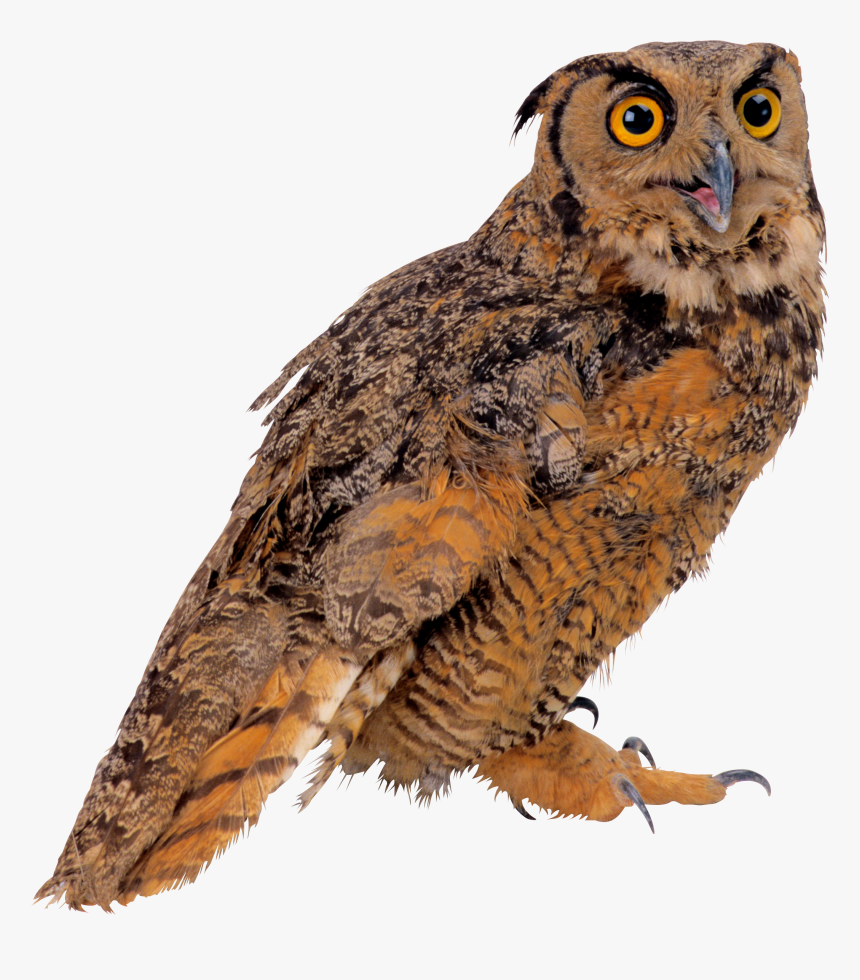 Owl Png - Сова На Прозрачном Фоне, Transparent Png, Free Download