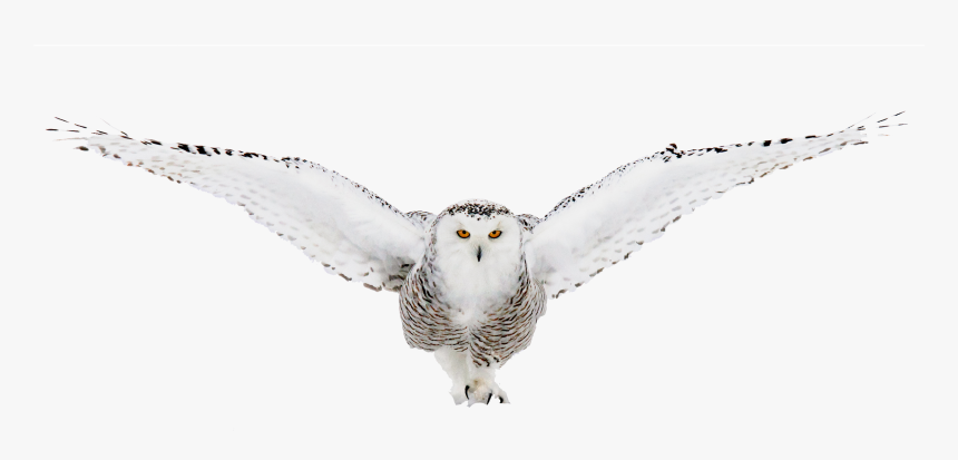 Snow Owl Png - Snowy Owl, Transparent Png, Free Download