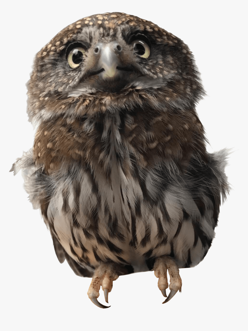 Pygmy Owl Transparent Png Image - Pygmy Owl Transparent Background, Png Download, Free Download