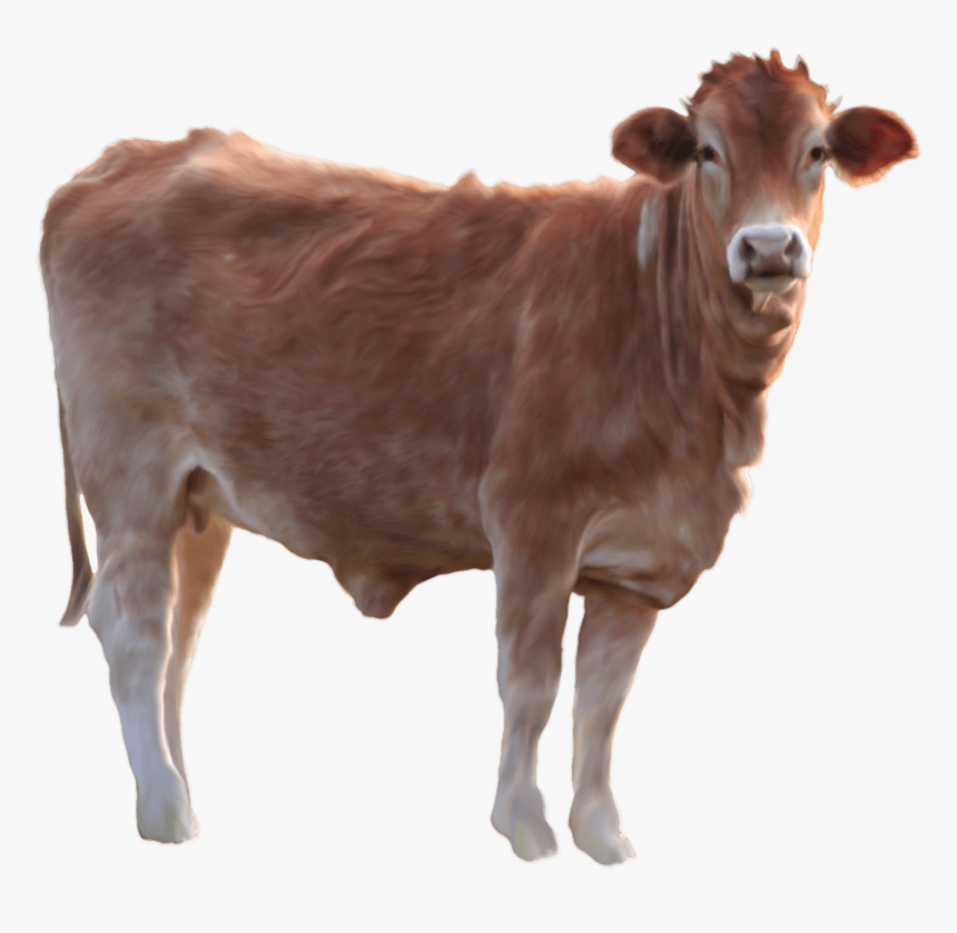 Cow Png Image Png Image - Cow Png, Transparent Png, Free Download