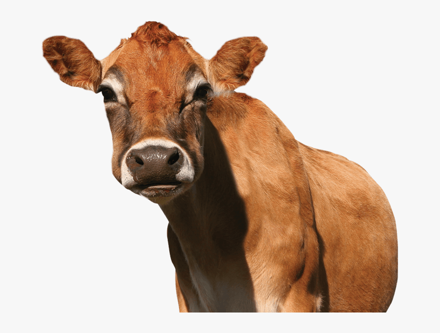 Clip Art Images Of Cows - Jersey Cattle On Transparent Background, HD Png Download, Free Download