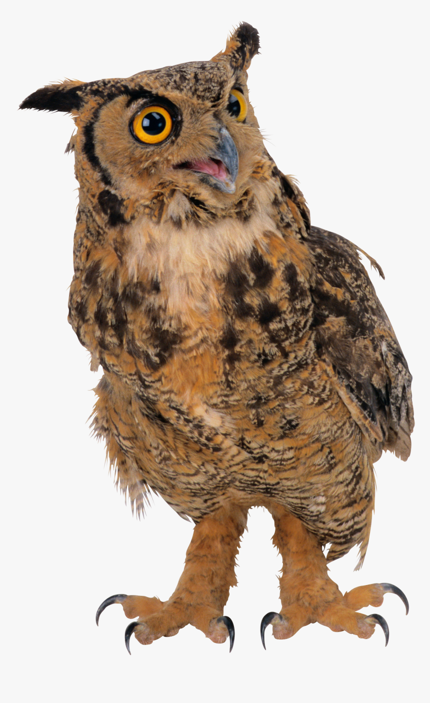 Download And Use Owls Icon Png - Сова Пнг, Transparent Png, Free Download