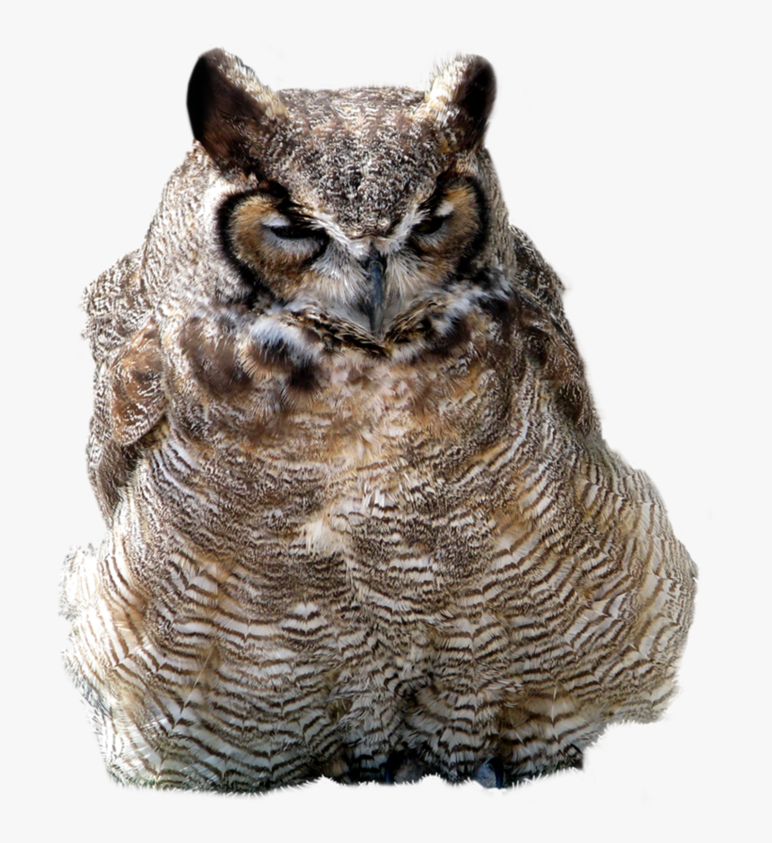 Owl, HD Png Download, Free Download