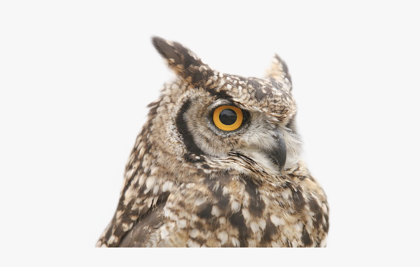 Owl, HD Png Download, Free Download