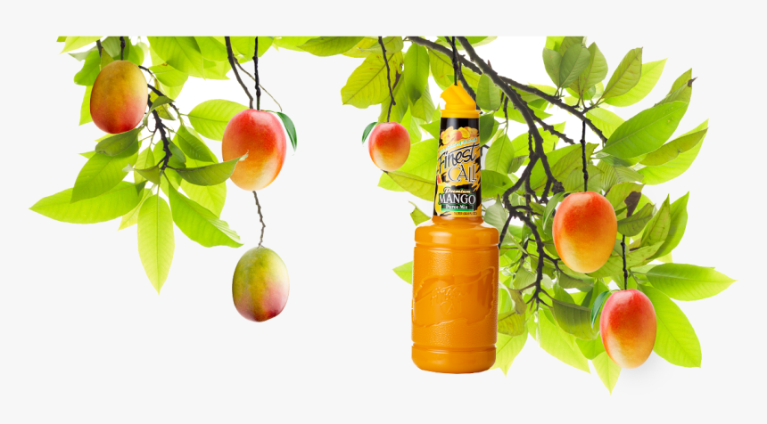 A Mango Tree With A Mixed Drinks Mango Mixer Hanging - Mango Leaf And Mango Hanging, HD Png Download, Free Download
