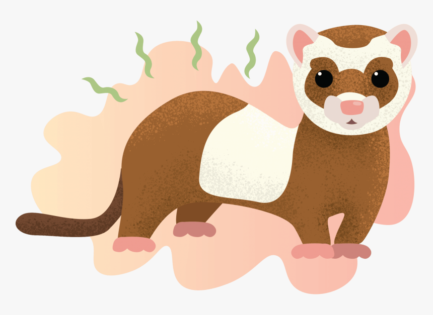 Illustration Of A Smelly Ferret - Weasel, HD Png Download, Free Download