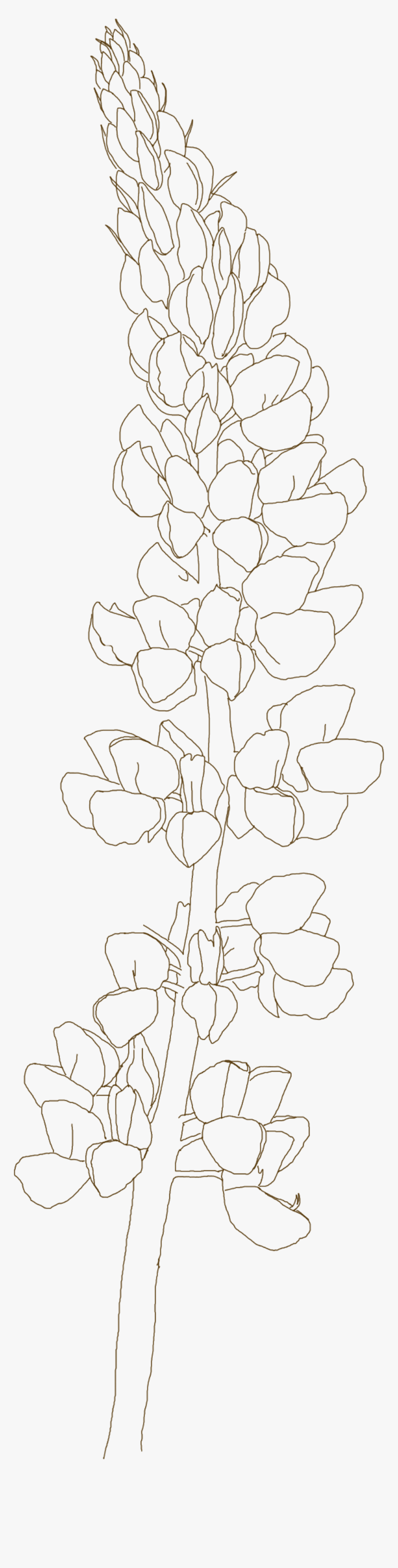 Blue Bonnet - Floral Design, HD Png Download, Free Download