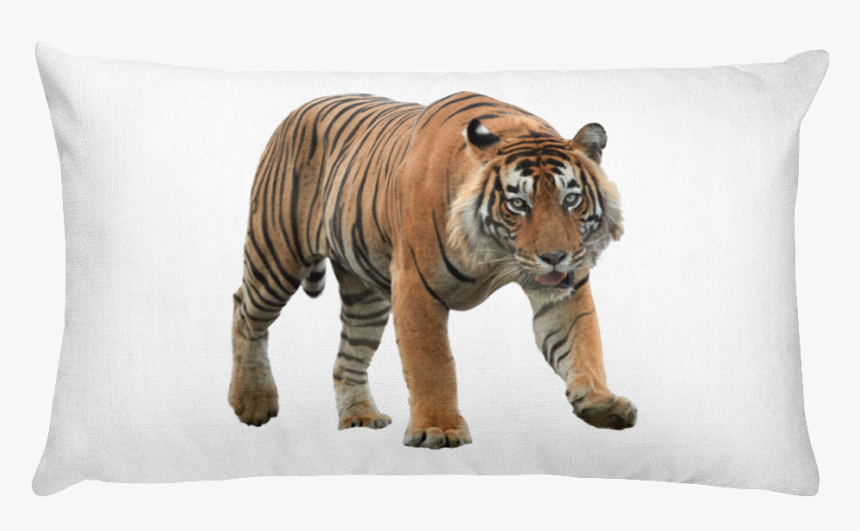"
 Class="lazyload Lazyload Mirage Cloudzoom Featured - Indian Tiger Images With White Back Ground, HD Png Download, Free Download