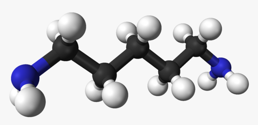 Putrescine And Cadaverine, HD Png Download, Free Download