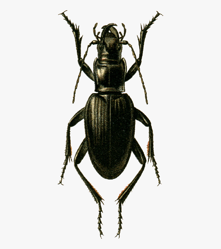 Sphodrus Goliath Jacobson - Weevil, HD Png Download, Free Download