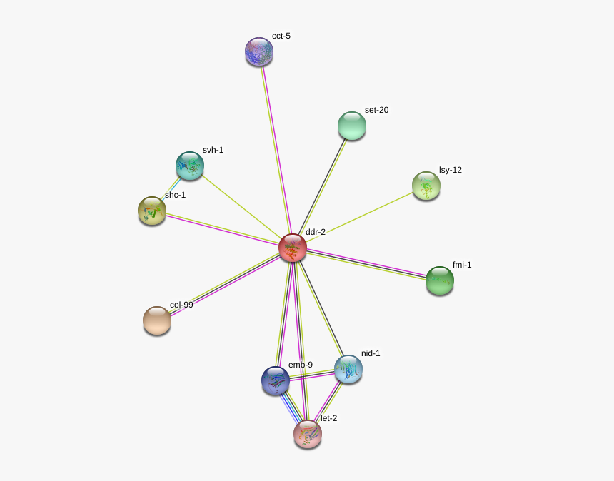 Ddr-2 Protein, HD Png Download, Free Download