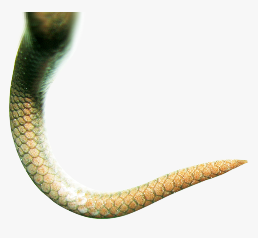 Serpent, HD Png Download, Free Download