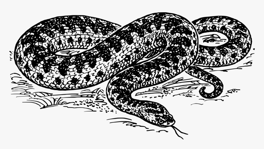 Anaconda Clipart Black And White, HD Png Download, Free Download
