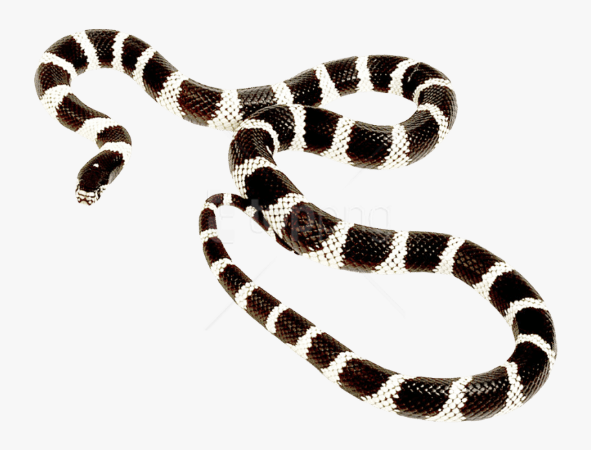 Animal,common Kingsnake,elapidae,tail - Post Malone Goodbyes Cover, HD Png Download, Free Download