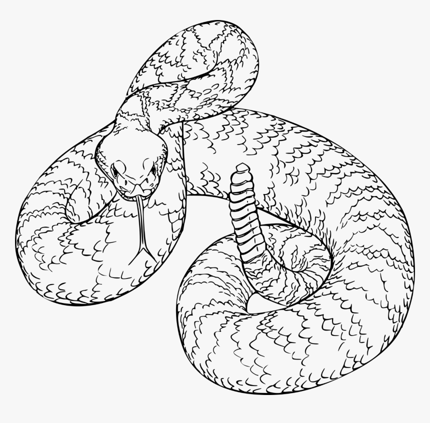 Diamondback Rattlesnake Line Drawing, HD Png Download, Free Download