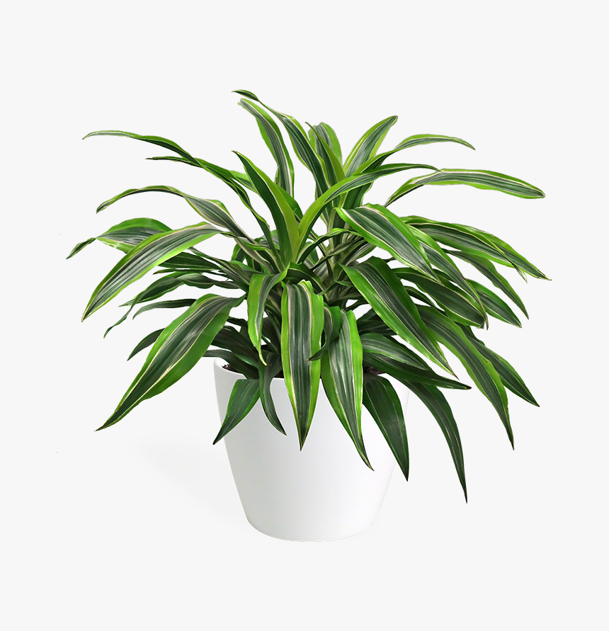 Houseplant, HD Png Download, Free Download