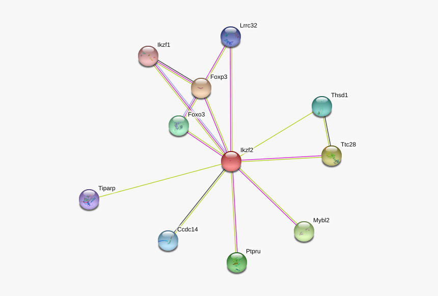 Ikzf2 Protein, HD Png Download, Free Download