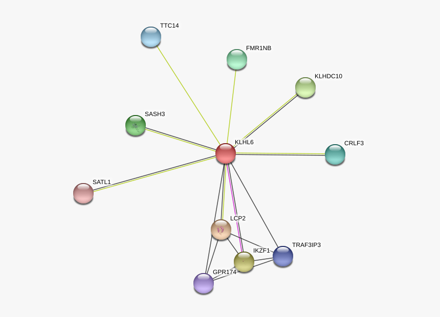 Klhl6 Protein, HD Png Download, Free Download