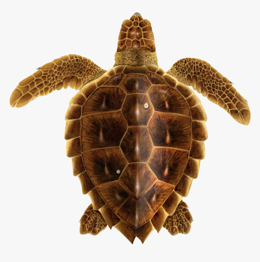 Juvenile Loggerhead Sea Turtle, HD Png Download, Free Download