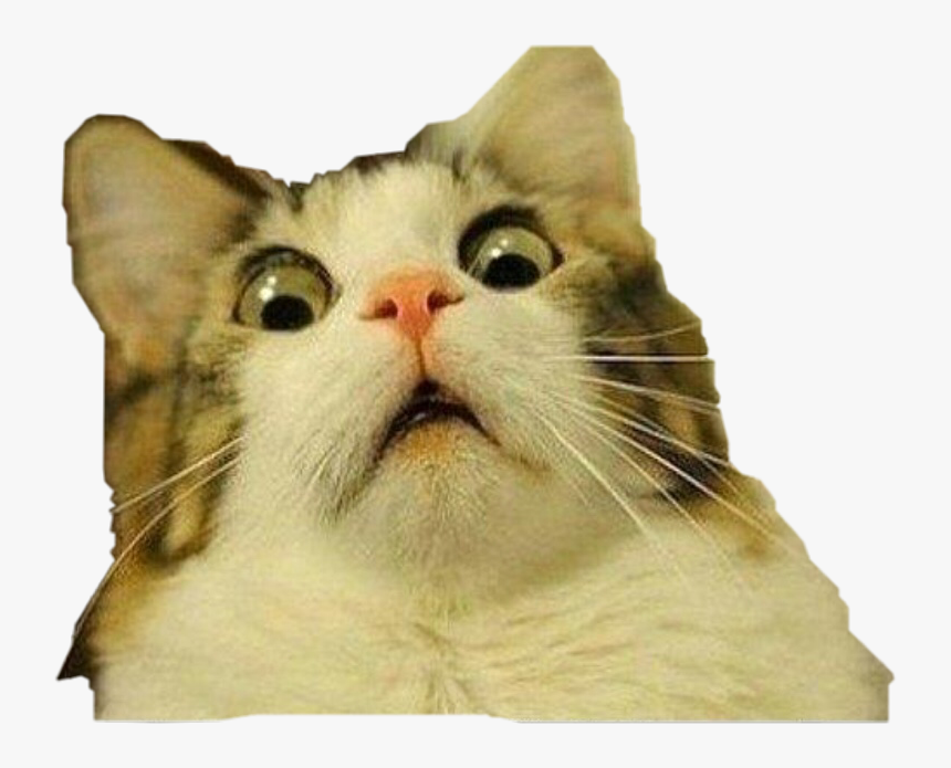 #cat #retarded #dadadadaaaam #lul #idk #freetoedit - Shocked Cat Transparent Background, HD Png Download, Free Download