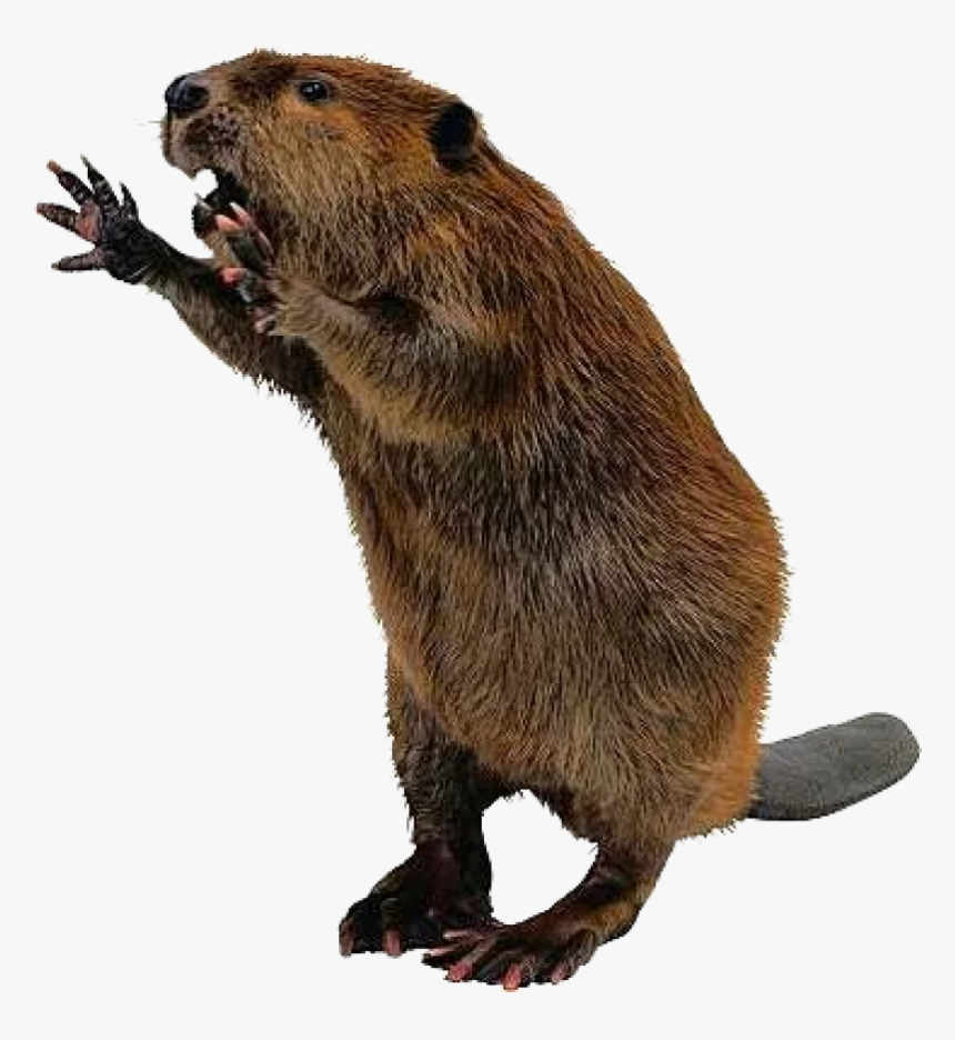 Beaver Standing Png Image - Beaver Png, Transparent Png, Free Download