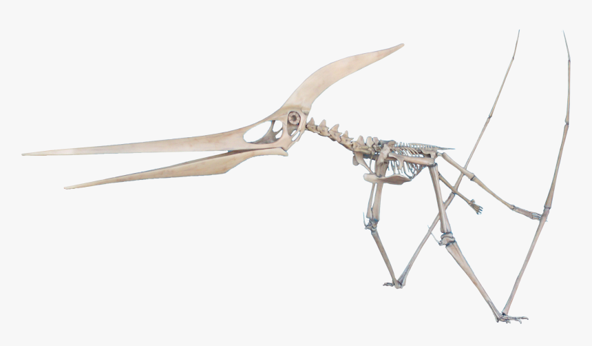 Pteranodon Take Off, HD Png Download, Free Download