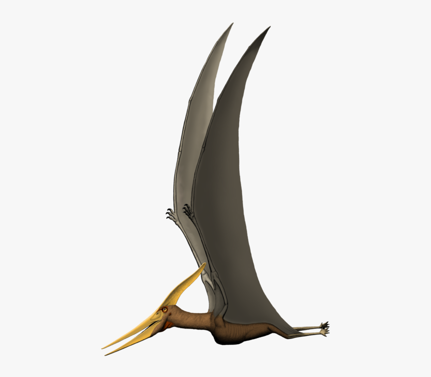 Pteranodon, HD Png Download, Free Download