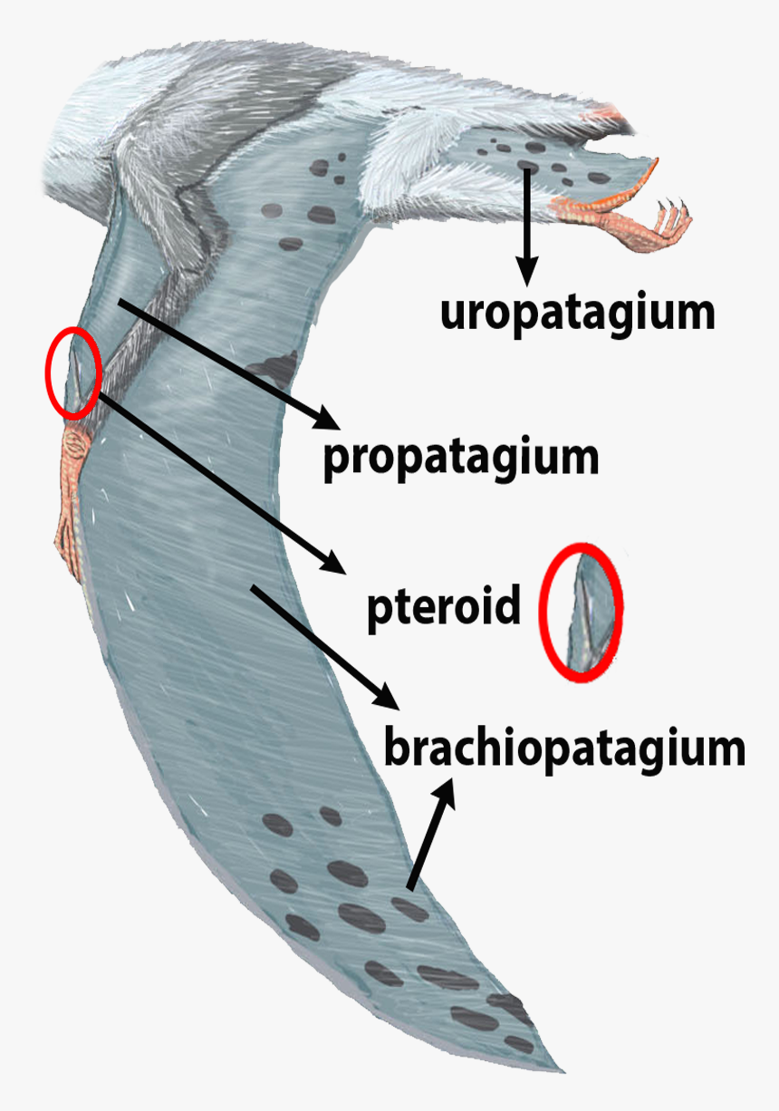 Anatomy Of Dorygnathus - Dorygnathus, HD Png Download, Free Download