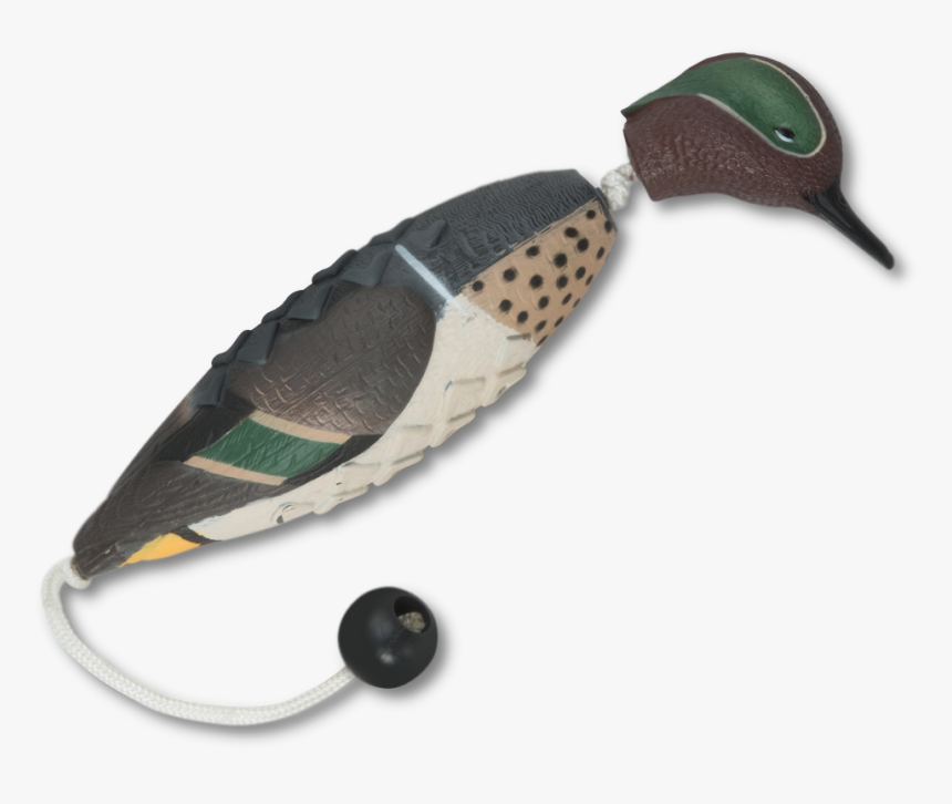 Image Of The Asd Teal Ez Bird - Humpback Whale, HD Png Download, Free Download
