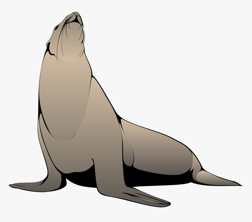 Sea Lion Clipart Png, Transparent Png, Free Download