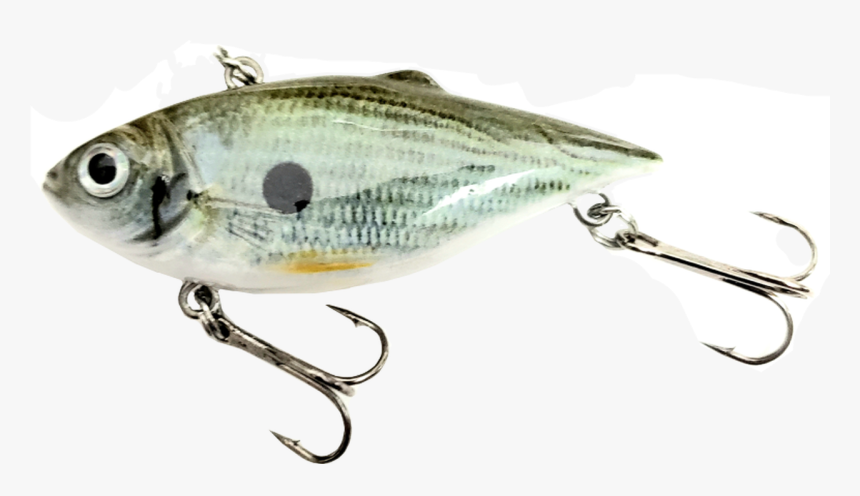 American Gizzard Shad, HD Png Download, Free Download