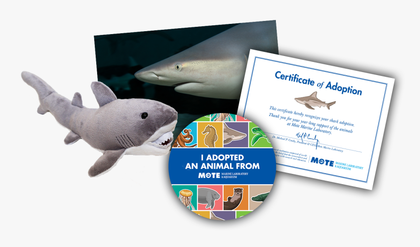 Items Included In Buddy Package - Great White Shark, HD Png Download, Free Download