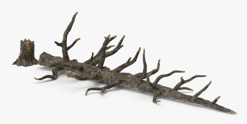 Dead Tree Png Fallen, Transparent Png, Free Download