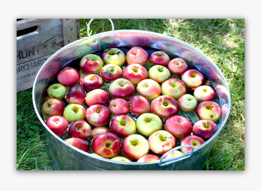 Bobbing For Apples, HD Png Download, Free Download