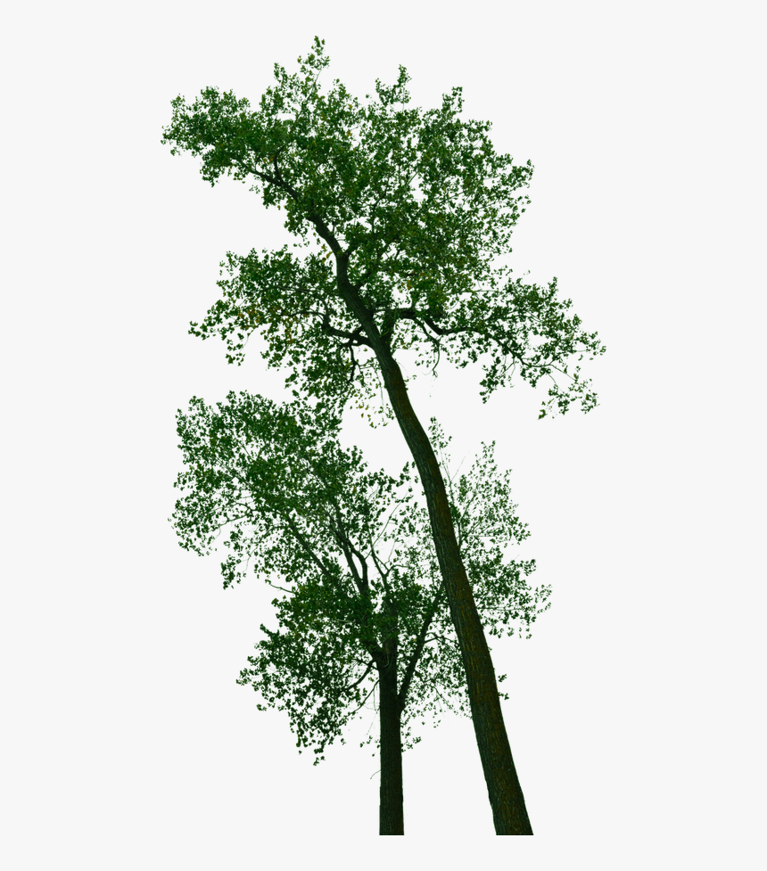 Free Png Pictures For Personal And Commercial Use - Pond Pine, Transparent Png, Free Download