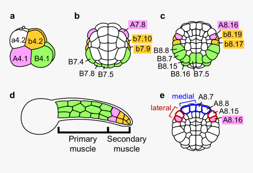 Schematic Representation Of The Fate Map Of An Ascidian - Fate Map Of Ascidian, HD Png Download, Free Download