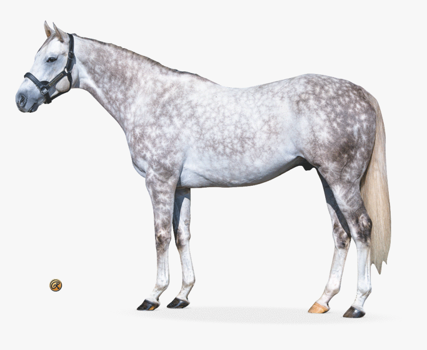 Flashback Conformation - Foal, HD Png Download, Free Download