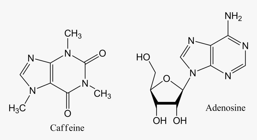 Caffeine And Adenosine - Adenosine And Caffeine Structure, HD Png Download, Free Download