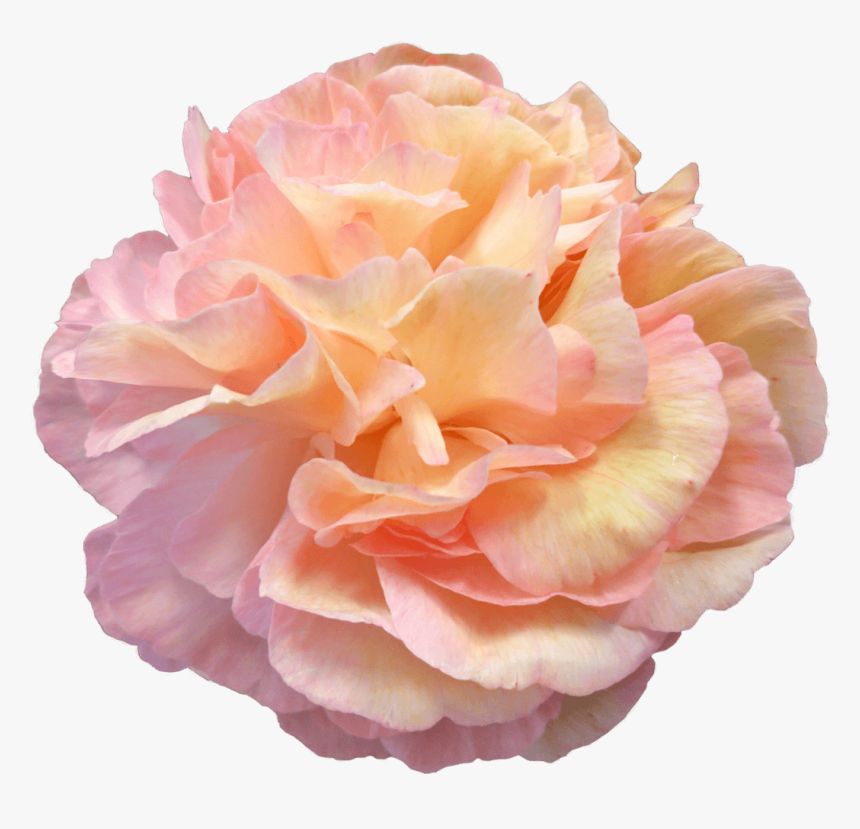 Peach Peony Png, Transparent Png, Free Download