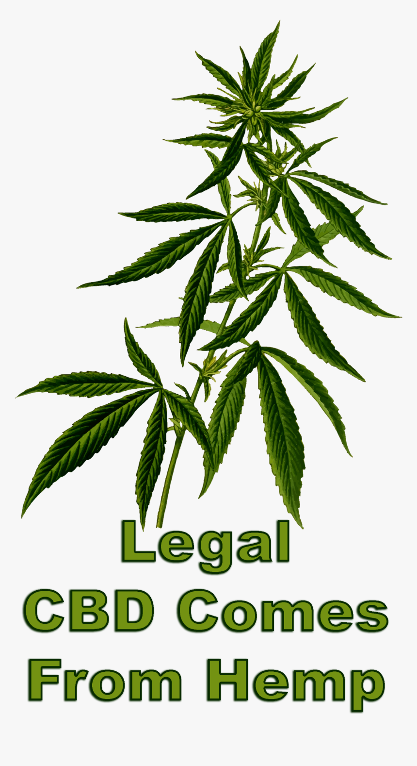 Legal Cbd Comes From Hemp - Transparent Marijuana Plant Clipart, HD Png Download, Free Download