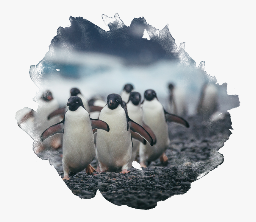 Gentoo Penguin, HD Png Download, Free Download