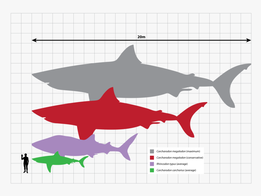 Megalodon Tooth Vs Great White Tooth, HD Png Download, Free Download