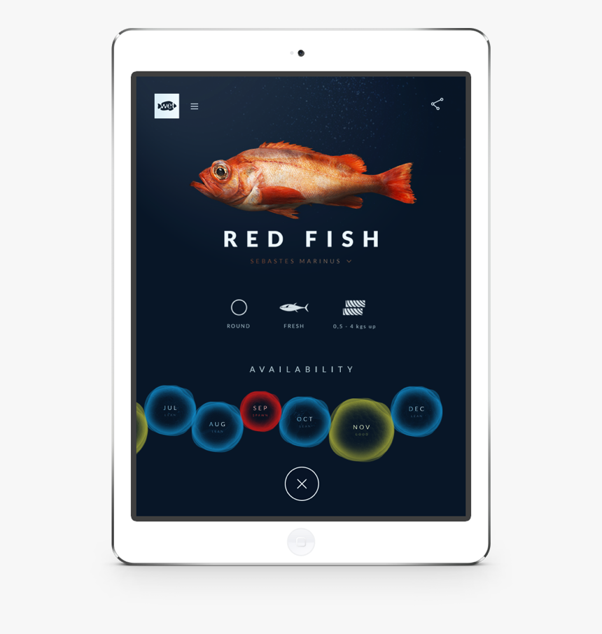 Wetfish Website On Ipad - Goldfish, HD Png Download, Free Download
